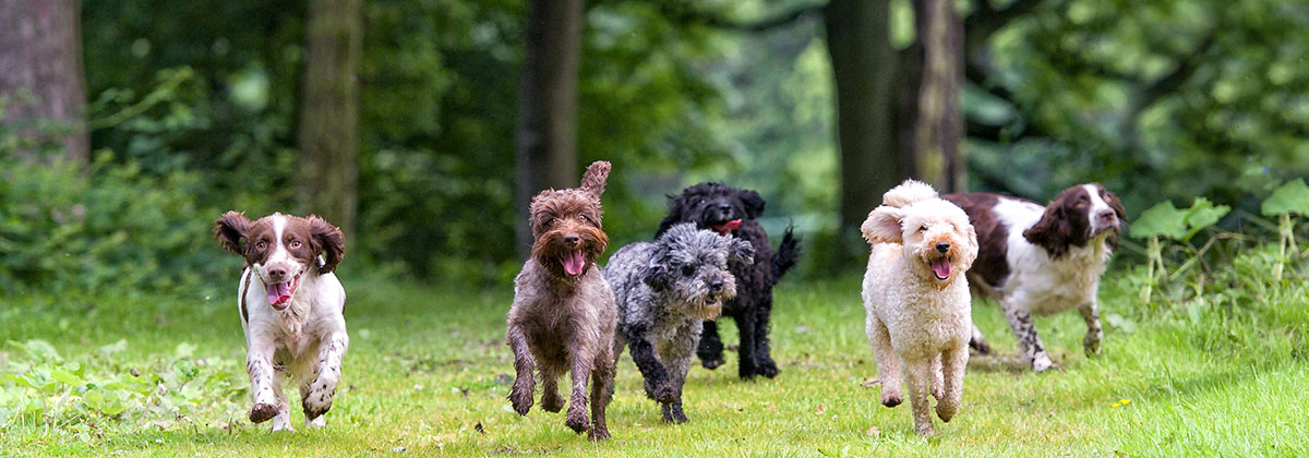 New Zealand is a nation of pet owners - Canstar