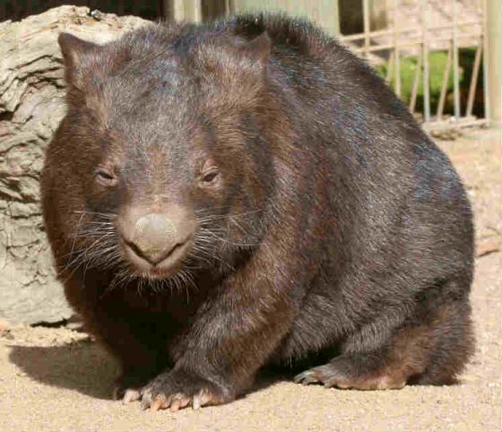 10 Australian Animals Not To Pick Up CANSTAR