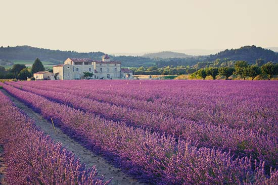 Valensole, France